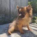 Pomeranian Puppies for Rehoming-2