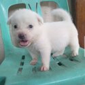 Mixed Breed Poodle/Maltese for Sale-1