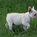   FRENCH BULLDOG PUPPY MALE &amp; FEMALE AVAILABLE -0