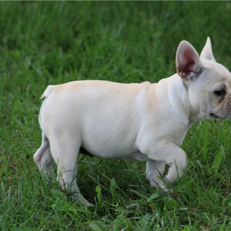   FRENCH BULLDOG PUPPY MALE &amp; FEMALE AVAILABLE 