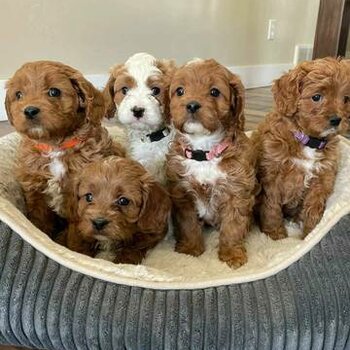 Golden Doodle Puppies