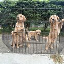 Golden Retriever Puppies-1