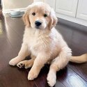 Golden retrievers puppies available-2