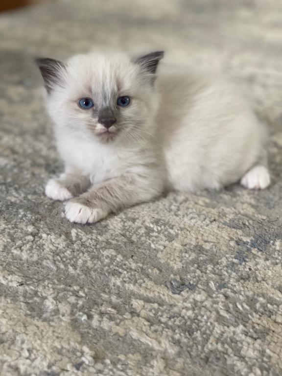 Birman Kittens