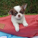 Chihuahua Puppies for Sale in Philippines-0