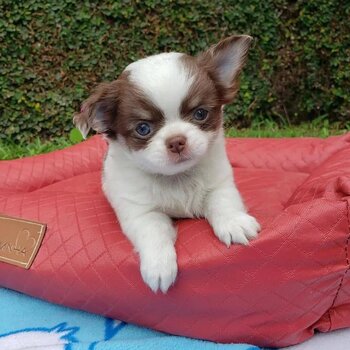 Chihuahua Puppies for Sale in Philippines