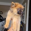 Pomeranian Puppy for Rehoming-0