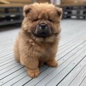 chow chow Puppies for Sale-0