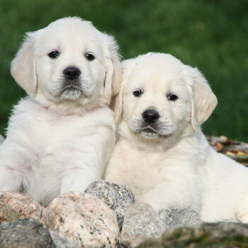 Golden Retriever Puppies for sale