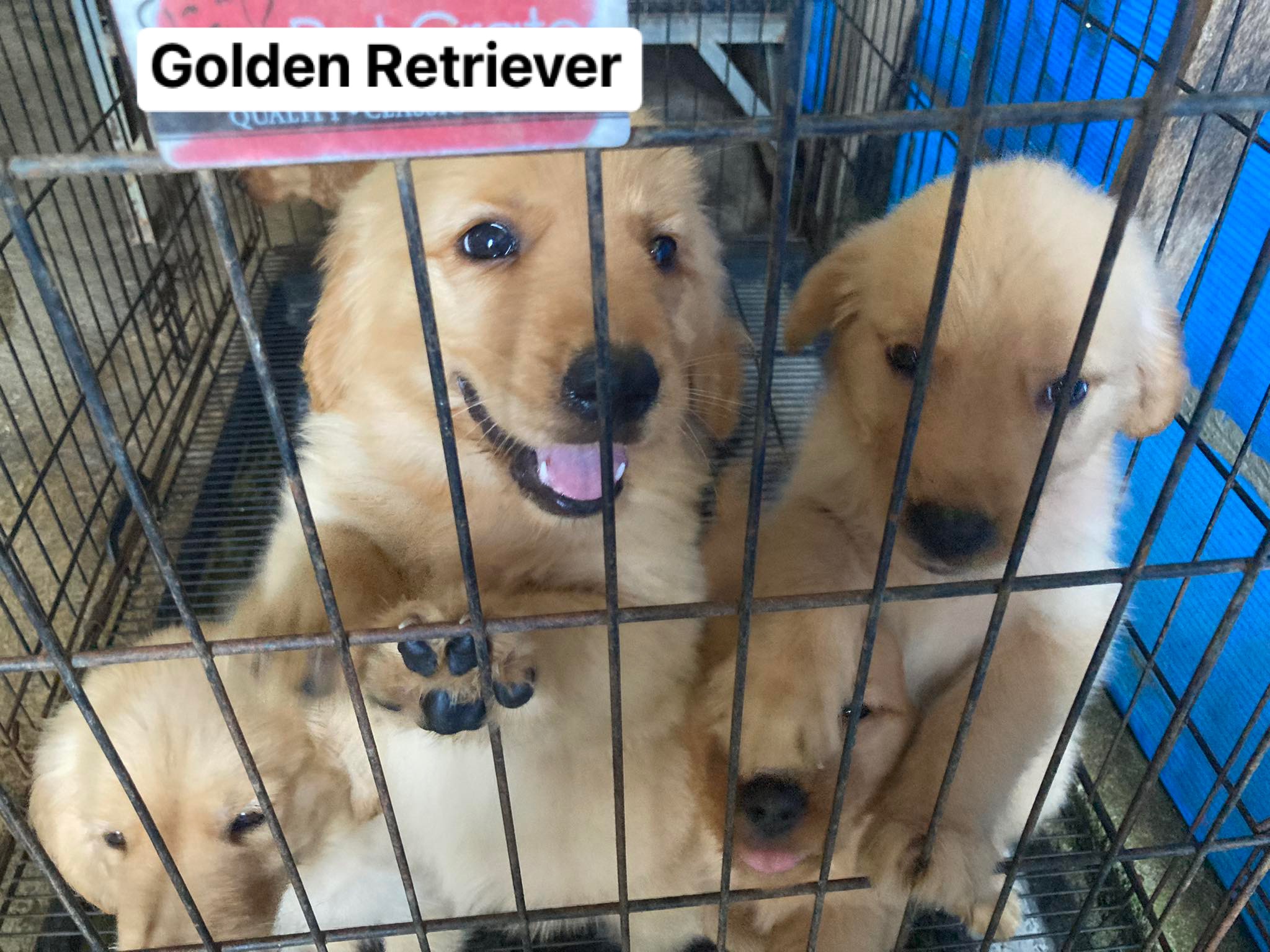 For sale Golden Retriever