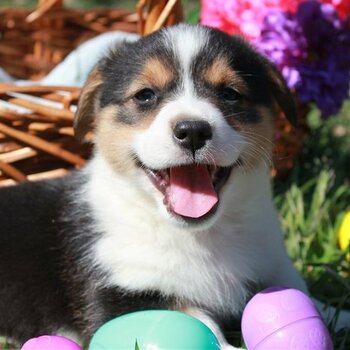 corgi Puppies