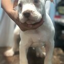 American Bulldog-4