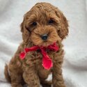 Cockapoo Puppies-1