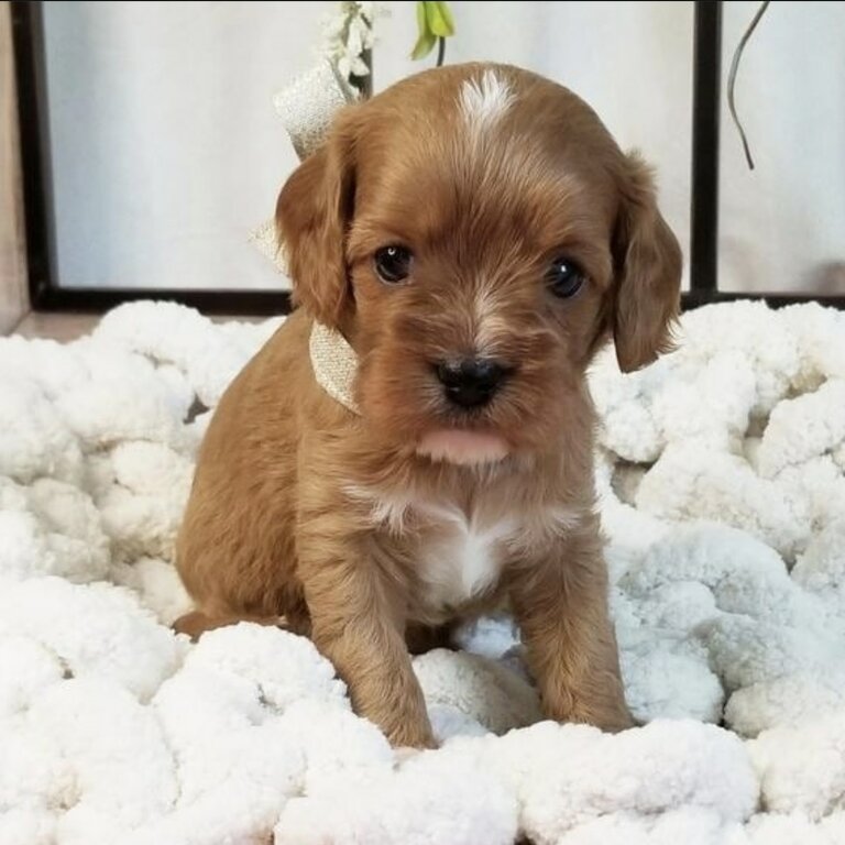 Cavoodle Puppies