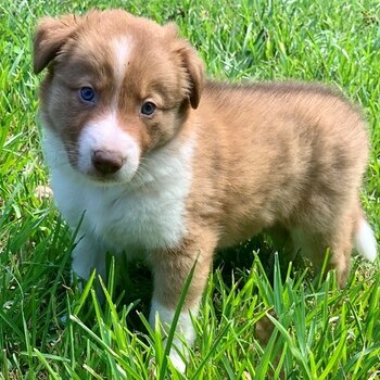 Border collie Puppies