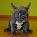 Rare Blue French Bulldog Puppies-0