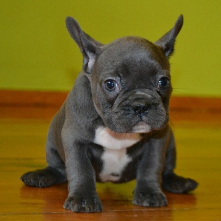 Rare Blue French Bulldog Puppies