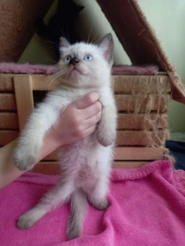 Scottish Straight x Siamese kitten ***SOLD***