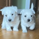 Westie Puppies-0