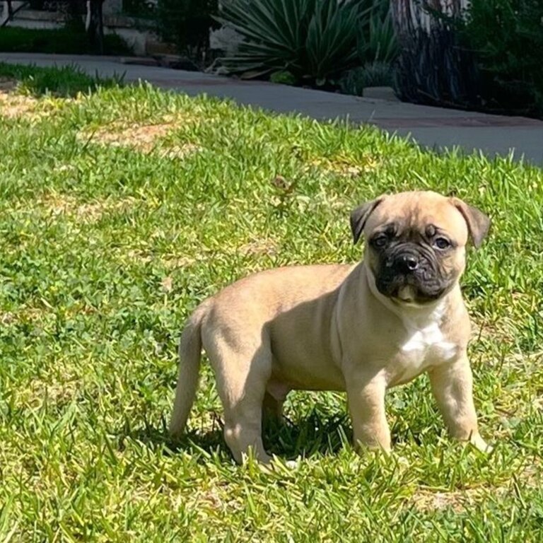  American Bulldog puppy