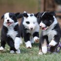 borde collie puppies for adoption-0