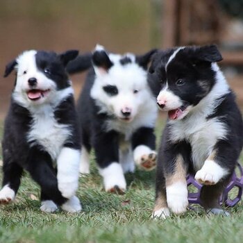 borde collie puppies for adoption