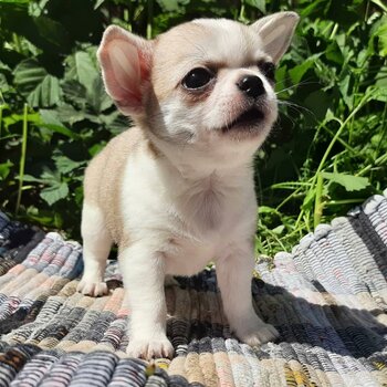 chihauha puppies available for adoption