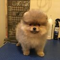 Two Awesome T-Cup Pomeranian Puppies-1