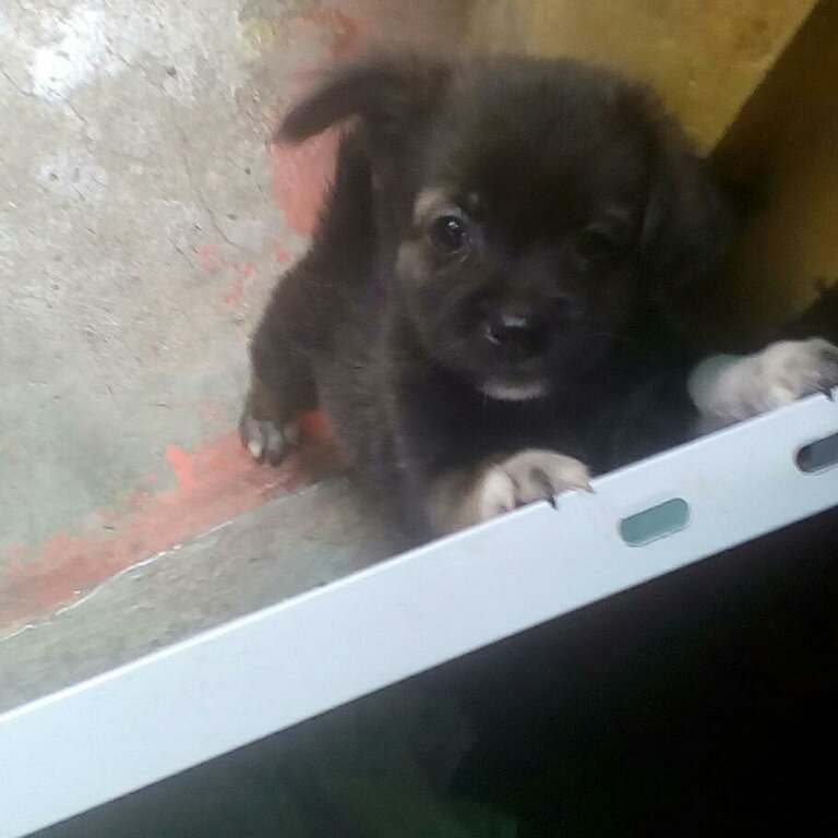 Mixed Doxiepoo Puppy