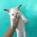 3month old siamese cat for sale-0