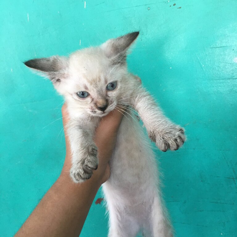 3month old siamese cat for sale