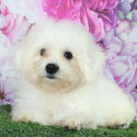 Bichon Frise Puppy &quot;RUSh&quot;-1