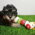 Tiny Toy Poodle For Sale-1