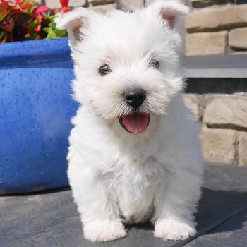 Westie Puppies