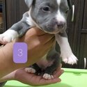 american bully pocket type-2