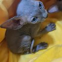 Sphynx Cats Male and Female Almost 3 Months old-2