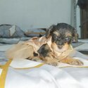 Tiny Toy Poodle For Sale-4