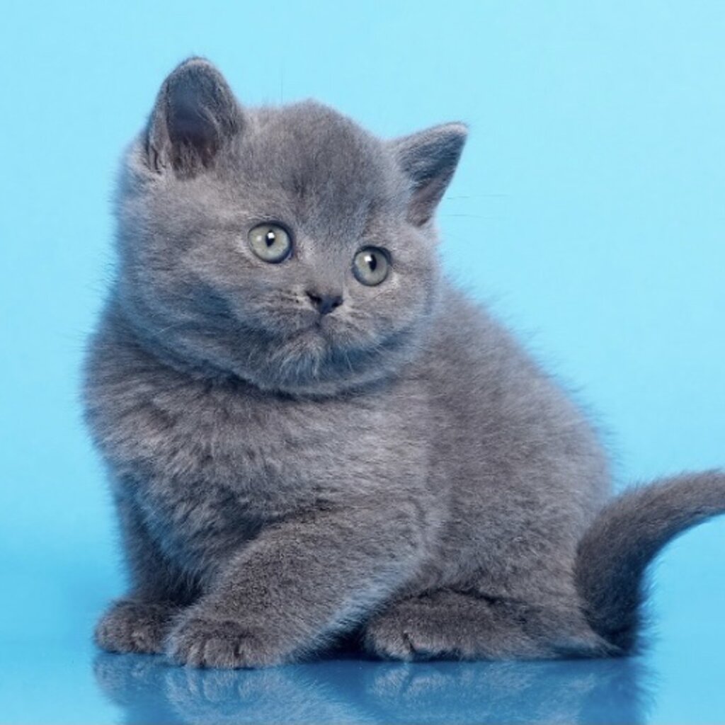 Two Amazing British Shorthairs Available