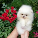 Pomeranian for sale-2