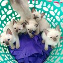 Pure Baby Siamese kittens-2