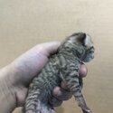 Bengal kittens for sale-2