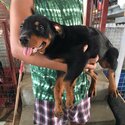 Rottweiler puppies-5