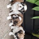 Stunning small size shihtzu for rehoming-0