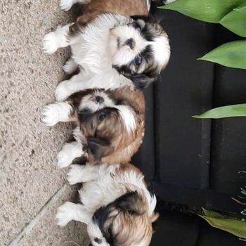 Stunning small size shihtzu for rehoming