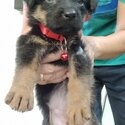 German Sheped Puppies for sale-2