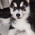 Wooly Siberian Husky Puppy -1