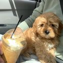 Cavoodle puppies for sale-0