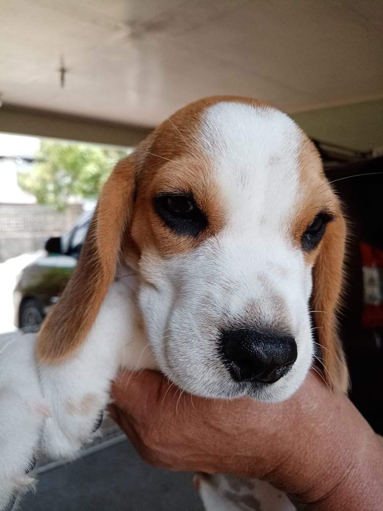 Pure breed and good quality beagle