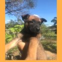 BELGIAN MALINOIS PUPPIES FOR REHOMING -2