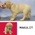 Golden Retriever Puppies in Bacoor-1